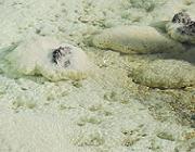 ���É���,���̉�