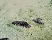 ���É���,��������